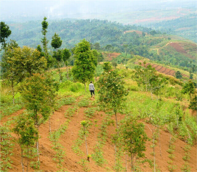 インドネシア ジャワ島の画像